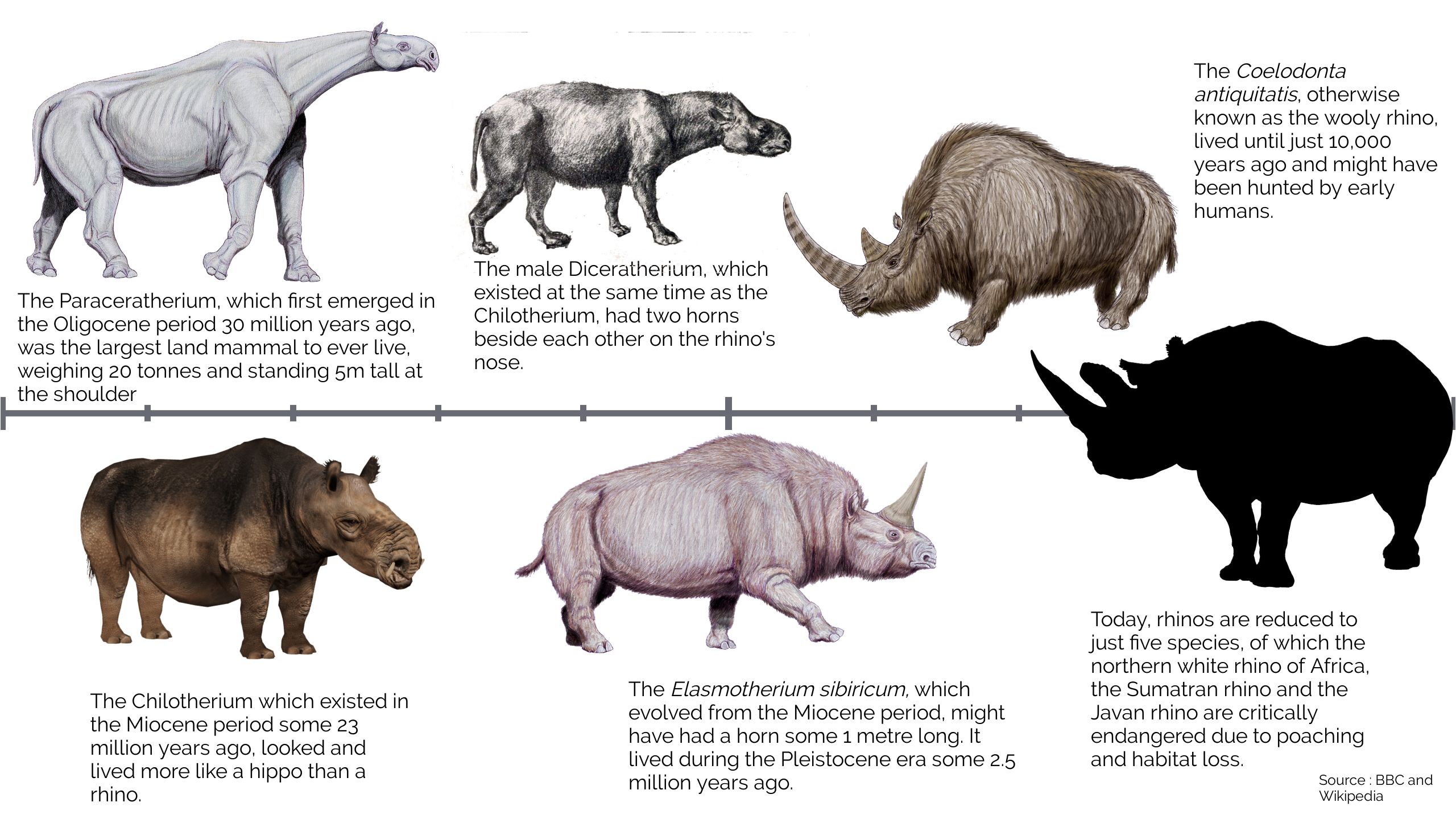 Rhino Life Cycle